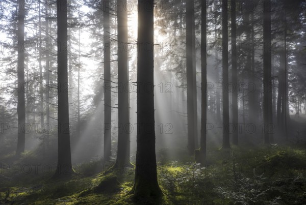 Picea abies, spruce forest in morning fog with sunrays, autumn forest, Mondseeland, Salzkammergut, Upper Austria, Austria