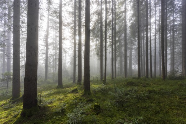 Picea abies, spruce forest in morning fog, autumn forest, Mondseeland, Salzkammergut, Upper Austria, Austria