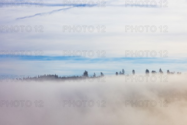 Autumn landscape, trees rising from the fog, inversion weather, Mondseeland, Salzkammergut, Upper Austria, Austria