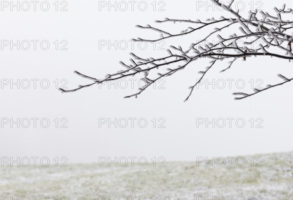 Winter forest, thin branches of a deciduous tree covered with hoarfrost, Mondseeland, Salzkammergut, Upper Austria, Austria