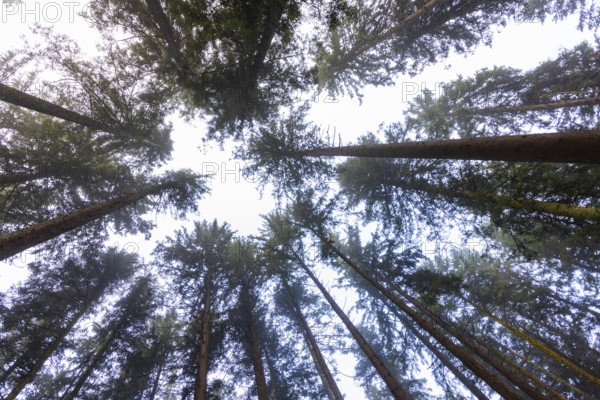 Looking up into the crowns of a spruce forest, Mondseeland, Salzkammergut, Upper Austria, Austria