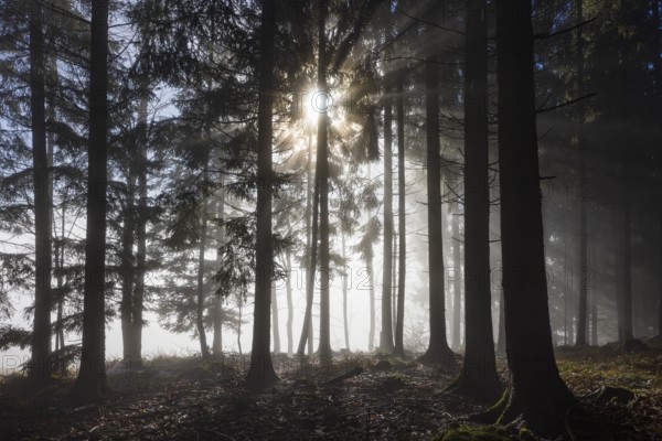 Picea abies, spruce forest in morning fog with sunrays, Mondseeland, Salzkammergut, Upper Austria, Austria