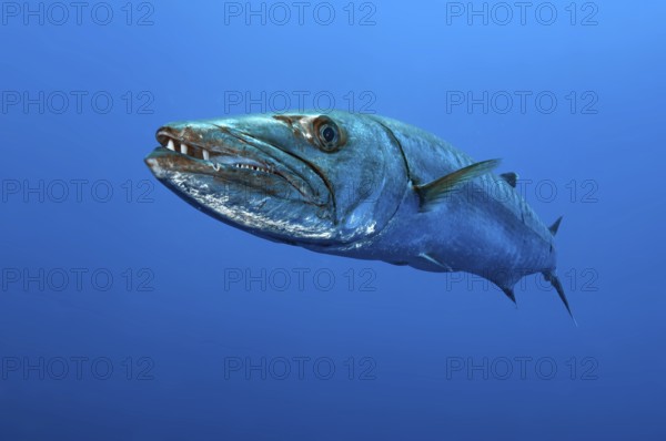 Underwater photo close-up of Great barracuda (Sphyraena barracuda) stands floating directly in front of viewer has mouth slightly open shows large strong teeth, Pacific Ocean