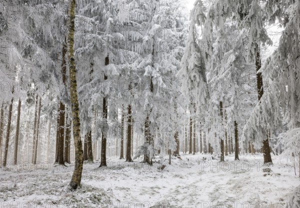 Winter landscape, forest covered with hoarfrost, Mondseeland, Salzkammergut, Upper Austria, Austria