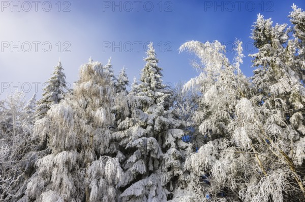 Winter landscape, winter forest with blue sky, trees covered with hoarfrost, Mondseeland, Salzkammergut, Upper Austria, Austria
