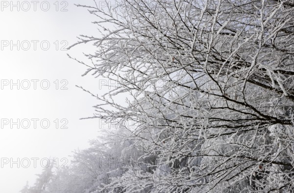 Winter forest, branches of a deciduous tree covered with hoarfrost, Mondseeland, Salzkammergut, Upper Austria, Austria