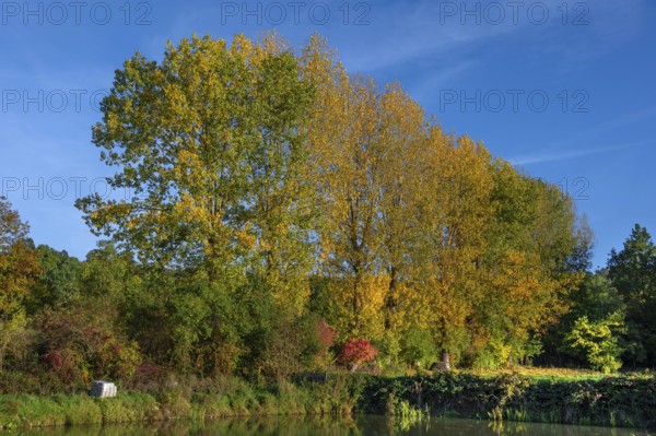 Autumnal poplars (Populus) in front of a carp pond, Beerbach, Middle Franconia, Bavaria, Germany