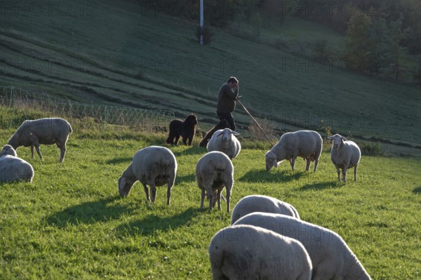 Shepherd with his dogs herding his flock of sheep (Ovis gmelini aries) in a meadow, Tauchersreuth, Middle Franconia, Bavaria, Germany