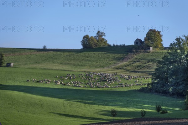 Shepherd with his sheep (Ovis gmelini aries) on the pasture, Tauchersreuth, Middle Franconia, Bavaria, Germany