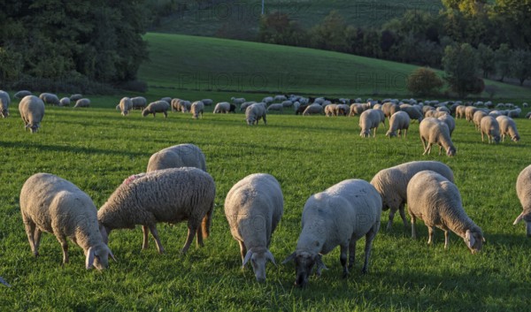 Flock of sheep (Ovis gmelini aries) grazing in a meadow in the evening light, Beerbach, Middle Franconia, Bavaria, Germany