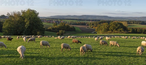 Flock of sheep (Ovis gmelini aries) grazing in a meadow in the evening light, Franconian Switzerland in the background, Beerbach, Middle Franconia, Bavaria, Germany