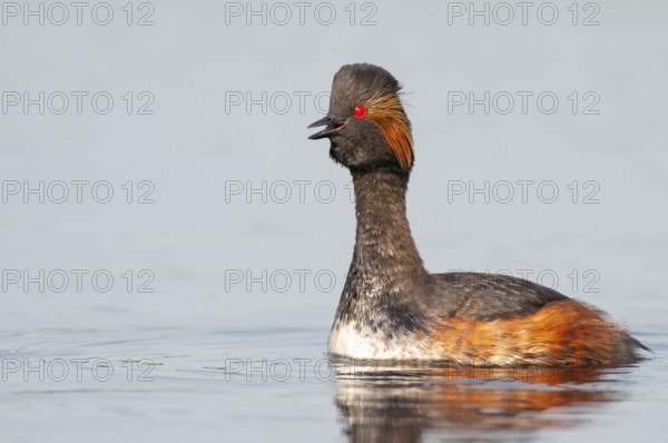 Black-necked Grebe (Podiceps nigricollis) in its plumage, Goldenstedter Moor, Goldenstedt, Lower Saxony, Germany