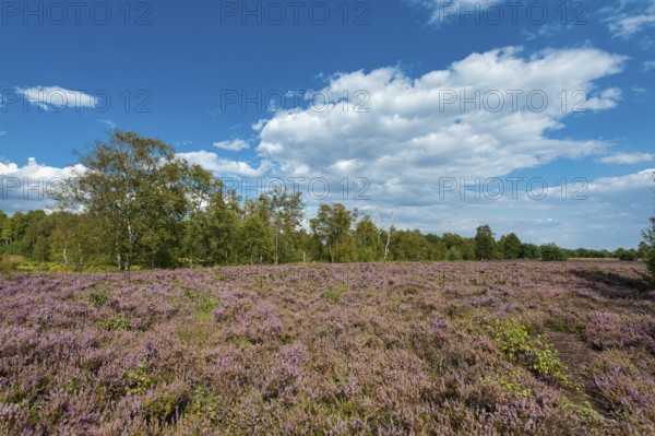 Blühende Heide im Moor, Rehdener Geestmoor, Rehden, Lower Saxony, Germany