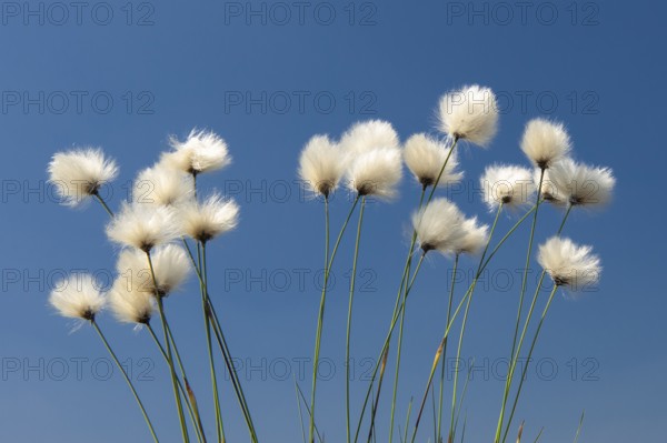 Cottongrass, sheath cottongrass (Eriophorum vaginatum) in Goldenstedt Moor, Goldenstedt, Lower Saxony, Germany