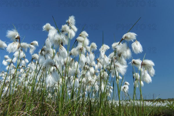 Common cottongrass (Eriophorum angustifolium) in the Goldenstdter Moor, Goldenstedt, Lower Saxony, Germany
