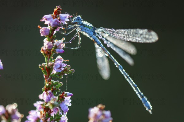 Emerald Damselfly (Lestes sponsa) on flowering heather in the Goldenstedt moor, Goldenstedt, Lower Saxony, Germany