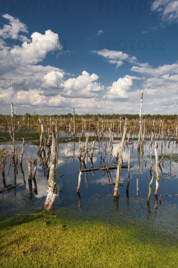 Torfmoos in the rewetted Rehdener Geestmoor, Rehdener Geestmoor, Diepholzer Moor lowlands, Rehden, Lower Saxony, Germany
