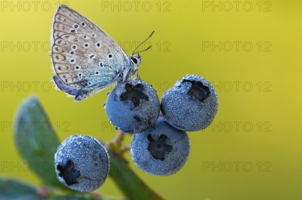 Blue hay blue (Polyommatus icarus) on a blueberry, Goldenstedter Moor, Lower Saxony, Germany