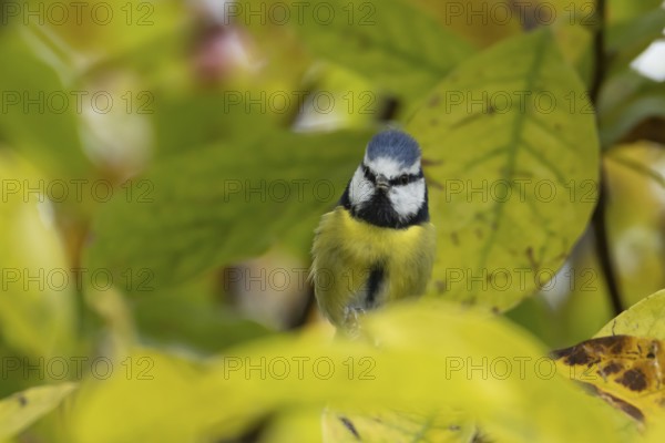 Blue tit (Cyanistes caeruleus) adult garden bird on a magnolia tree with autumn colour leaves, England, United Kingdom