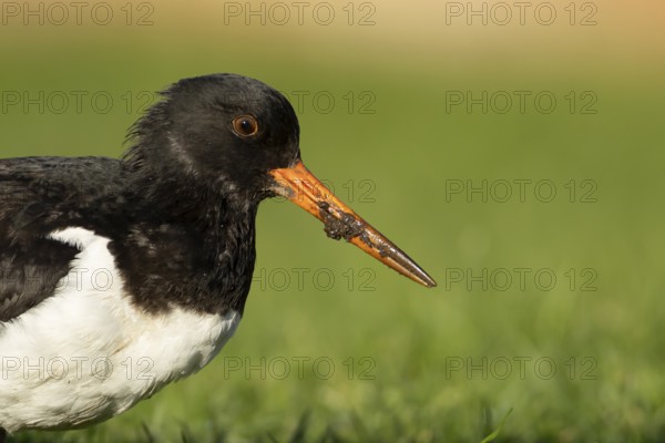 Eurasian oystercatcher (Haematopus ostralegus) adult wader bird on grassland, England, United Kingdom