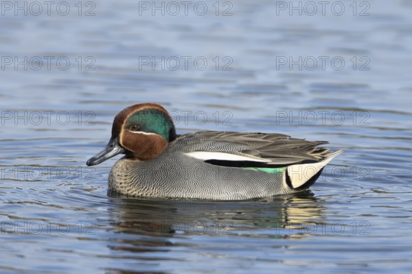 Common teal duck (Anas crecca) adult male bird on the water surface of a lake, England, United Kingdom