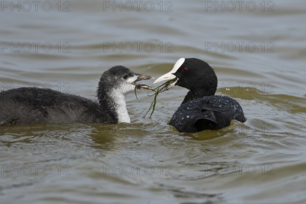 Coot (Fulica atra) adult bird feeding a juvenile baby on the water surface of a lake, England, United Kingdom