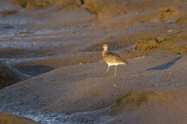 Eurasian whimbrel (Numenius phaeopus) adult wading bird on a coastal mudflat, England, United Kingdom