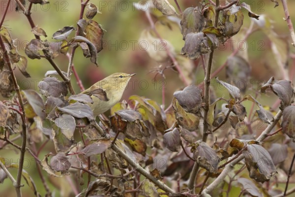 Chiffcaff (Phylloscopus collybita) adult bird on a dogwood tree with autumn colour leaves, England, United Kingdom