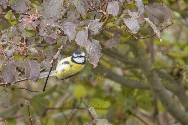 Blue tit (Cyanistes caeruleus) adult garden bird on a dogwood tree with autumn colour leaves, England, United Kingdom