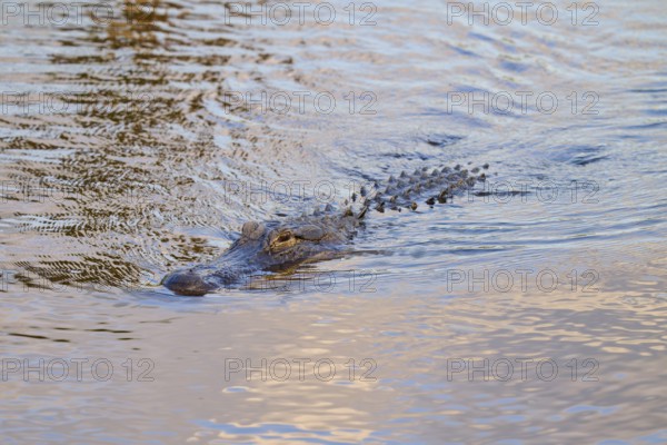 An alligator swimming just below the water surface and approaching, American Alligator (Alligator mississippiensis), Spring, Orlando Wetlands, Christmas, Florida, USA, North America
