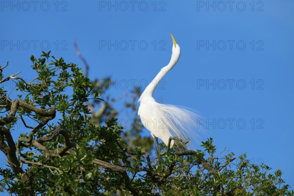 A white heron sits elegantly on a tree against a blue sky, Great Egret (Egretta alba), spring, St. Augustine, Florida, USA