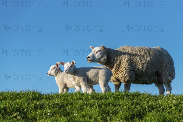 Sheep on the Hunte dyke, Lamm, Elsfleth, Lower Saxony, Germany