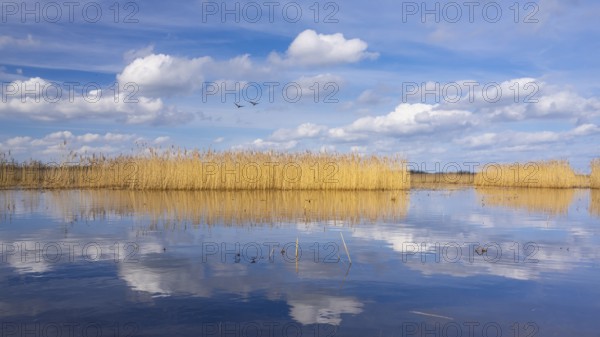 Reeds on the banks of Dümmer, Lake Dümmer, Hüde, Lower Saxony, Germany