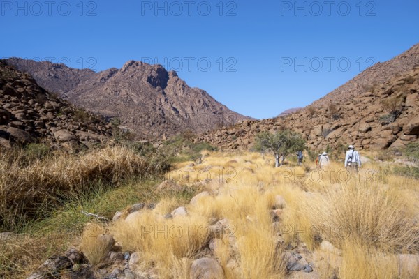 Hiking to White Lady, Dry Mountain Landscape, Tsisab Gorge, Brandberg, Erongo, Namibia
