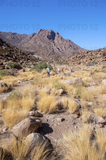 Hiking to White Lady, Dry Mountain Landscape, Tsisab Gorge, Brandberg, Erongo, Namibia
