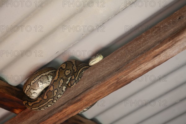 Snake relaxing under a corrugated roof in a local carpark. Resting carpet python, Byron Bay, New South Wales, Australia