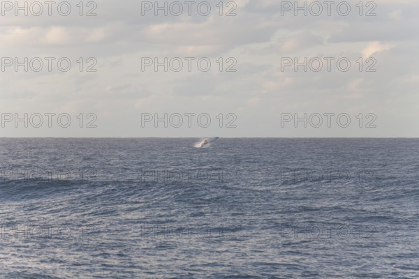 Migration view with whale jumping in the distant ocean. Humpback whale breaching, Cape Byron, New South Wales, Australia