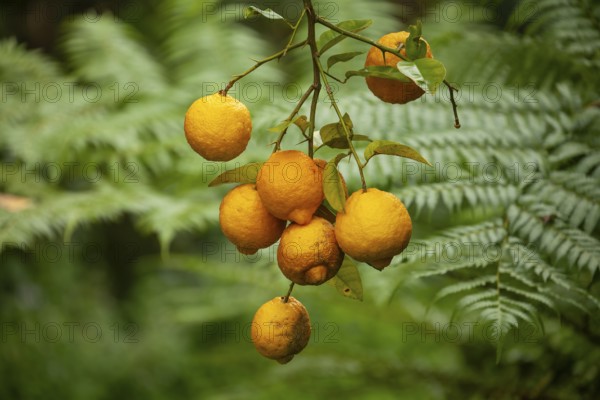 Bush lemons (Citrus jambhiri) hanging on a tree branch with lush green ferns in background. Ripe fruit, Byron Bay, New South Wales, Australia