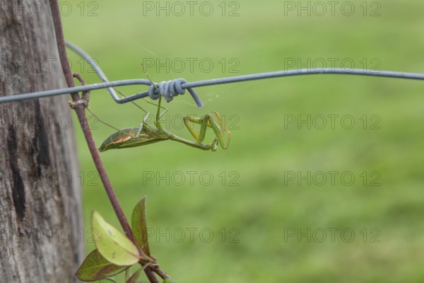 Large giant mantis resting on a wooden fence post in the outdoor light. Macro view, Byron Bay, New South Wales, Australia