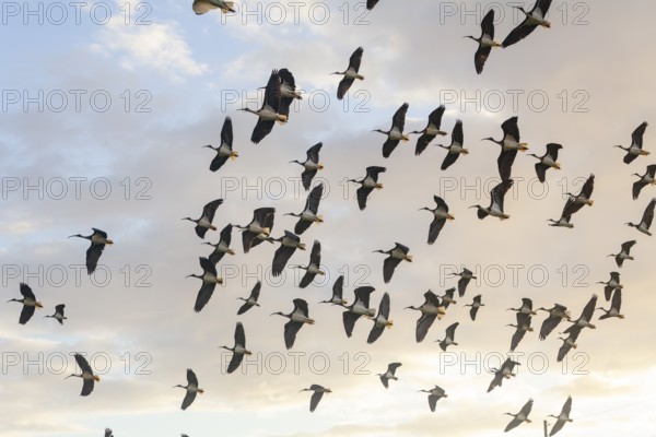 Large group of Australian white ibises (Threskiornis molucca) soaring across the blue sky. Flying birds, Byron Bay, New South Wales, Australia