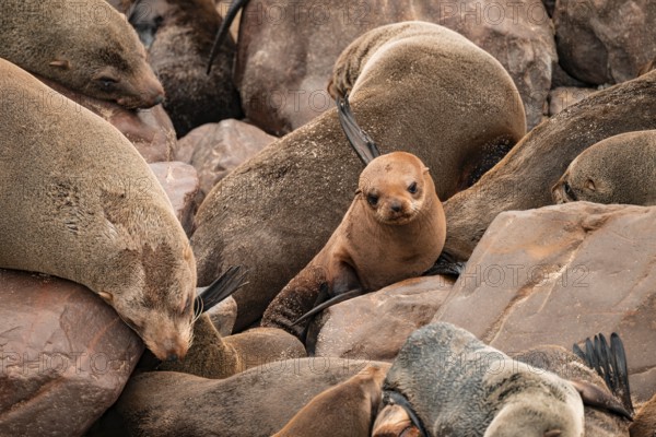 Seal colony, fur seal, Cape fur seal (Arctocephalus pusillus), Cape Cross, Atlantic coast, Namibia