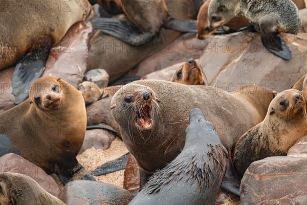 Male fur seals fighting for territory, Cape fur seal (Arctocephalus pusillus), Cape Cross, Atlantic coast, Namibia