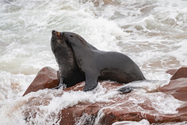 Seal colony, fur seal sleeping, Cape fur seal (Arctocephalus pusillus), Cape Cross, Atlantic coast, Namibia