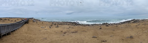 Panorama, seal colony by the sea, fur seal, Cape fur seal (Arctocephalus pusillus), Cape Cross, Atlantic coast, Namibia