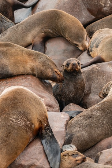 Seal colony, fur seal, Cape fur seal (Arctocephalus pusillus), Cape Cross, Atlantic coast, Namibia