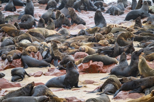 Seal colony, fur seal, Cape fur seal (Arctocephalus pusillus), Cape Cross, Atlantic coast, Namibia