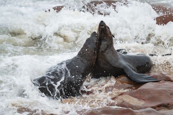 Male fur seals fighting for territory, Cape fur seal (Arctocephalus pusillus), Cape Cross, Atlantic coast, Namibia