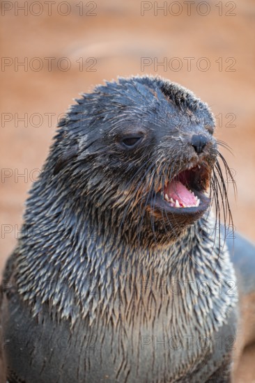 Fur seal, Cape fur seal (Arctocephalus pusillus), Cape Cross, Atlantic coast, Namibia