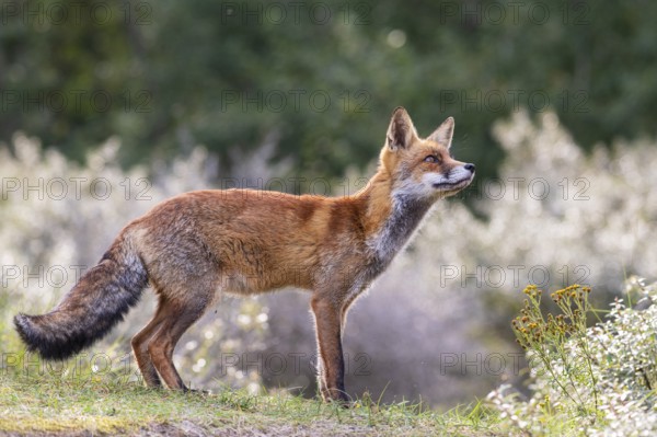Attentive fox (Vulpes vulpes) on a tree, Zandvoort, Netherlands