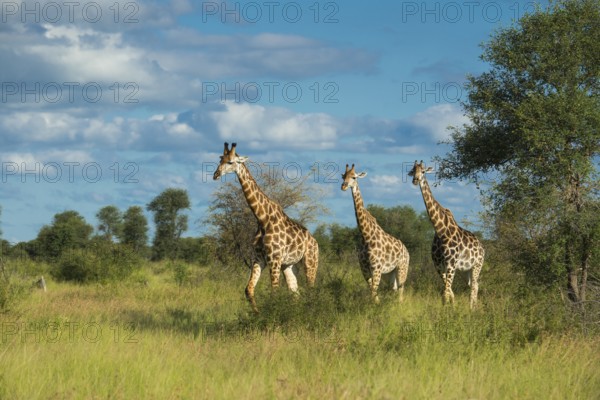 Giraffe (Giraffa) in the savannah, Kruger National Park, South Africa
